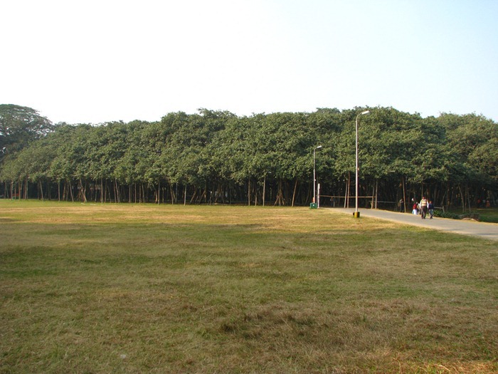 great-banyan-tree2