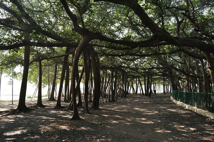 great-banyan-tree6