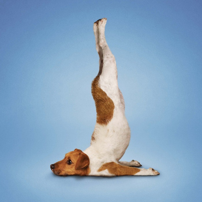 yoga-dogs3
