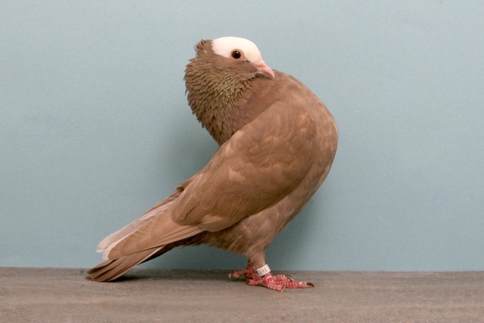 pigeons-champion18