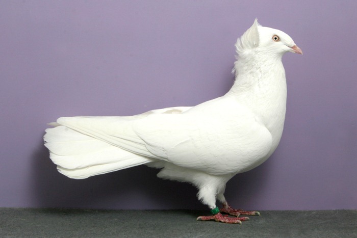 pigeons-champion9