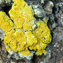 Lemon Lichen