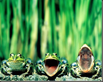 Frog Wallpaper (4)