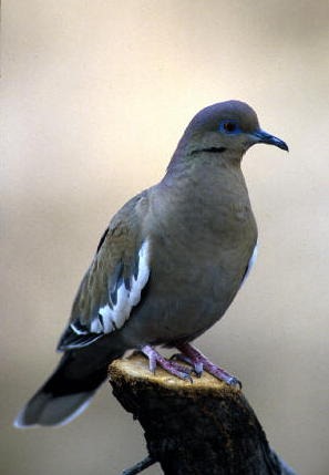 [whitewing dove[3].jpg]