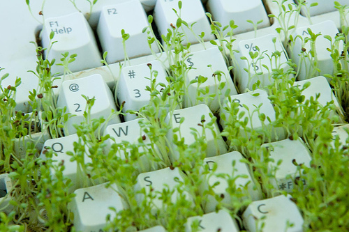 keyboard-grass