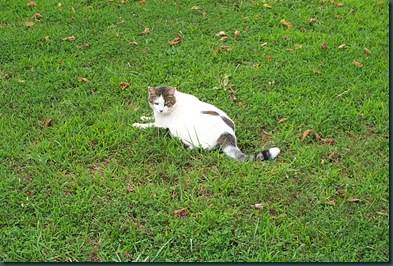lawn cat 2