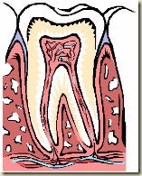 dental pulp