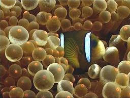 [bb-clownfish3[3].jpg]