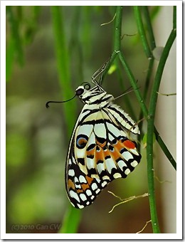 Papilio demoleus malayanus-20100119_D5016-320