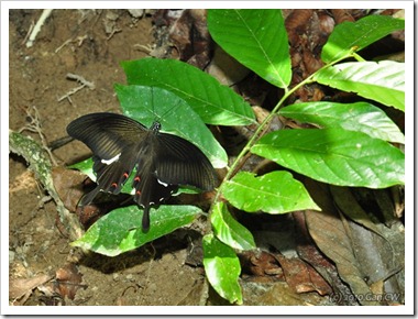 Papilio helenus helenus-MYFHRaub_20100416_D6867-640