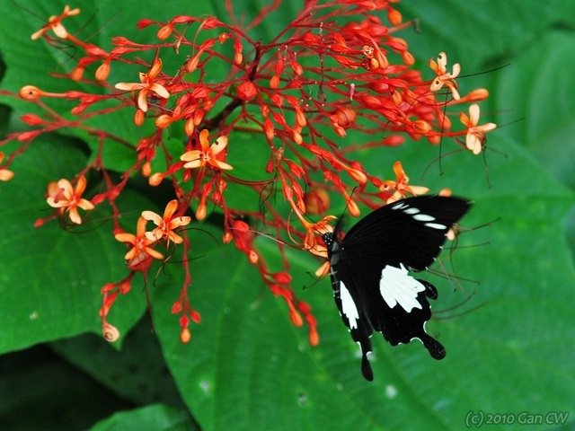 [Papilio nephelus sunatus-MYFHRaub_20100416_D6822-640[5].jpg]