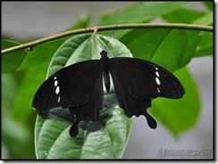 Papilio nephelus annulus-MYGopeng_20090313_0652-480