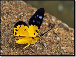 Dysphania sagana-MYGopeng_20090314_0508-480