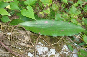 [Hoya erythrina--20090330_1162-640.jpg]