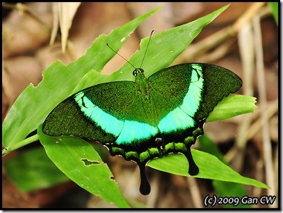 Papilio palinurus palinurus-MYFHKKB_20090425_0841-400