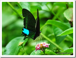 Papilio paris paris-Th_Soppong_20090902_5486-480