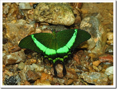 Papilio palinurus palinurus-MYGuaTempurong_20100701_D8938-640