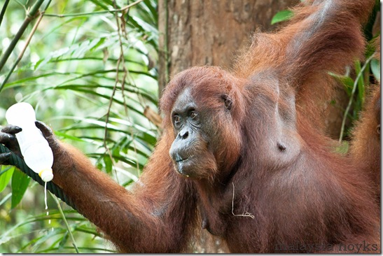Semengoh Orangutan Rehabilitation Center 44