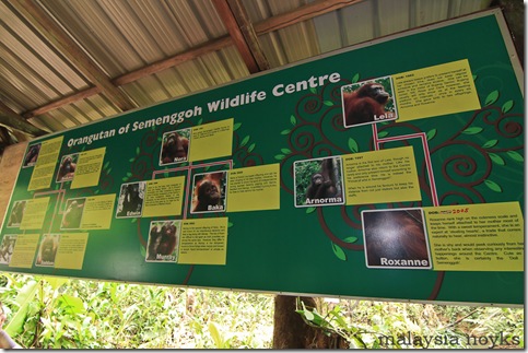 Semengoh Orangutan Rehabilitation Center 13