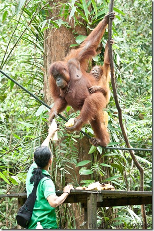 Semengoh Orangutan Rehabilitation Center 40