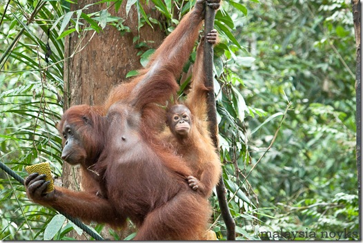 Semengoh Orangutan Rehabilitation Center 37