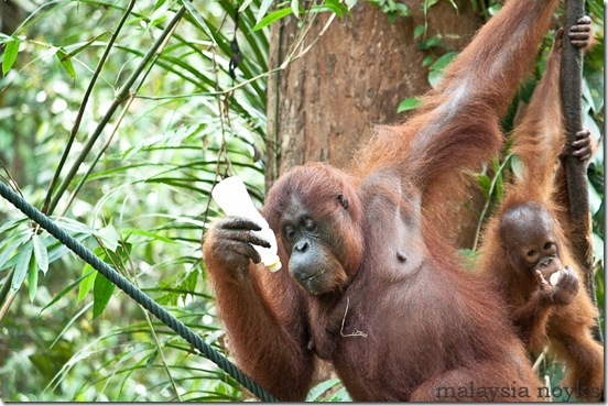 Semengoh Orangutan Rehabilitation Center 48