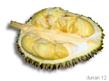 [durian17[5].jpg]