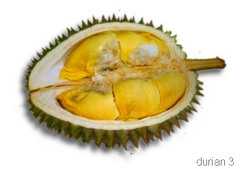 [durian1[6].jpg]