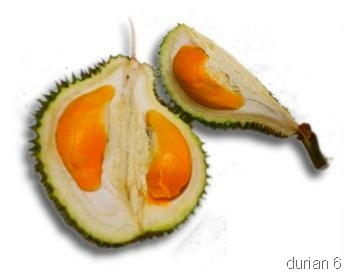 [durian9[6].jpg]