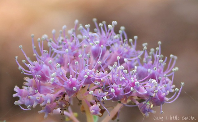 [hydrangea2[5].jpg]