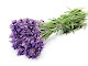 alfazema_400-300_phixr1%5B1%5D.jpg