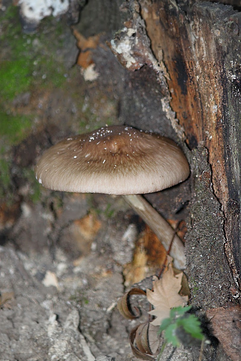 deer shield, deer or fawn mushroom