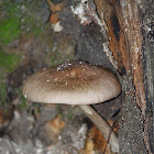 deer shield, deer or fawn mushroom