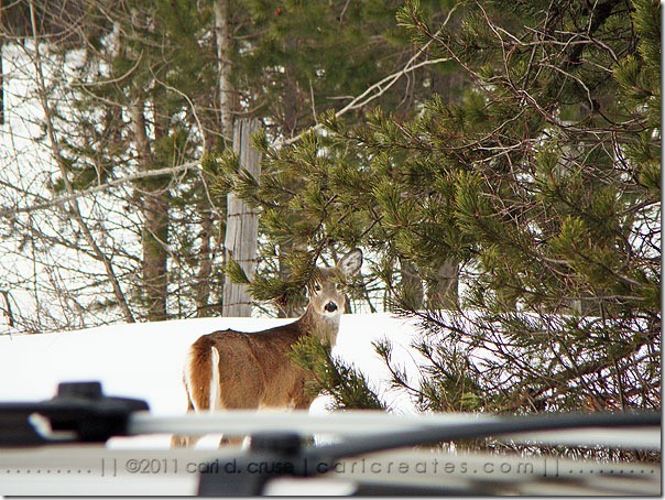 2011-02-26-11-39-10-DeerSno