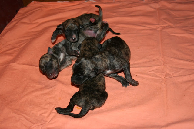 brindle%20boys%201day%20old%20%281%29.JPG