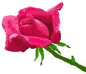Una rosa para  tí