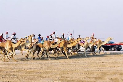 [Camel-racing-1[4].jpg]