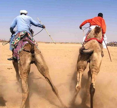 [Camel-racing-2[3].jpg]