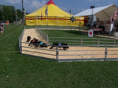 [pig-racing-2[7].jpg]
