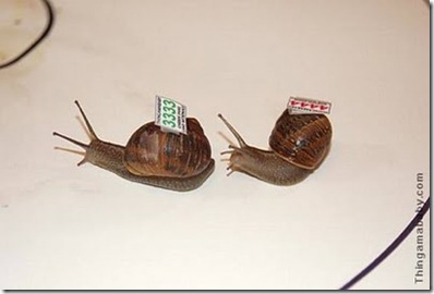 snails_closeup
