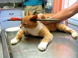 [kucing33.jpg]
