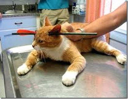 kucing3