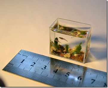 smallest-aquarium3[2]