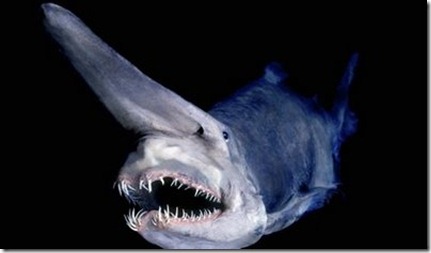 goblin shark1 goblin shark1