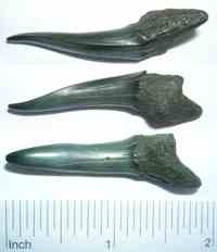 [goblin shark teeth[3].jpg]