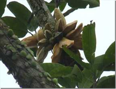 Pisang-Mangga-D