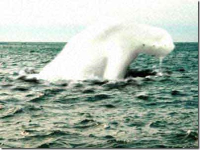 940_antarctic_humanoid_5