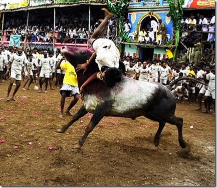 Jallikattu1