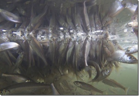 Russia Fish