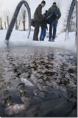 Russia Fish